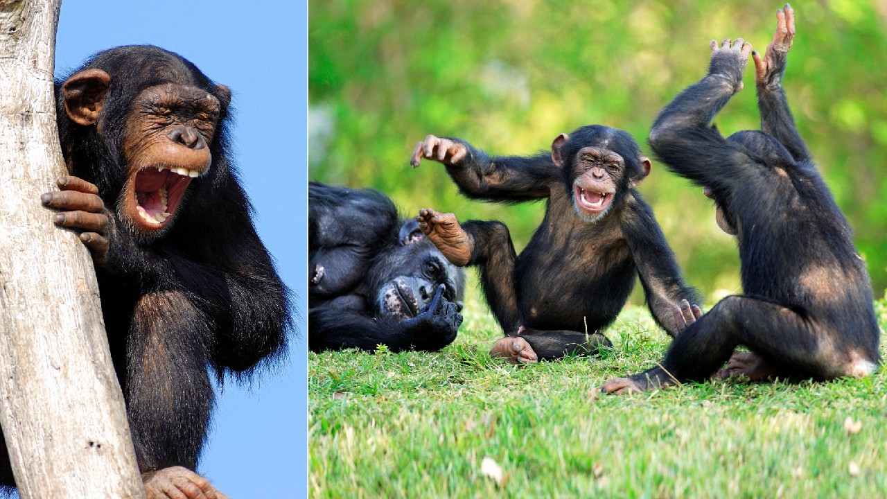 şakalaşan ve gülen şempanzeler