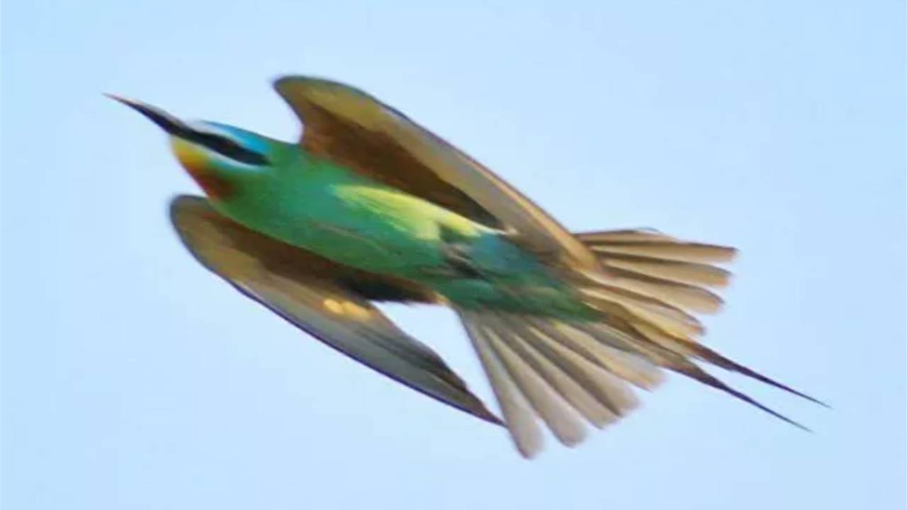 yeşil arı kuşu