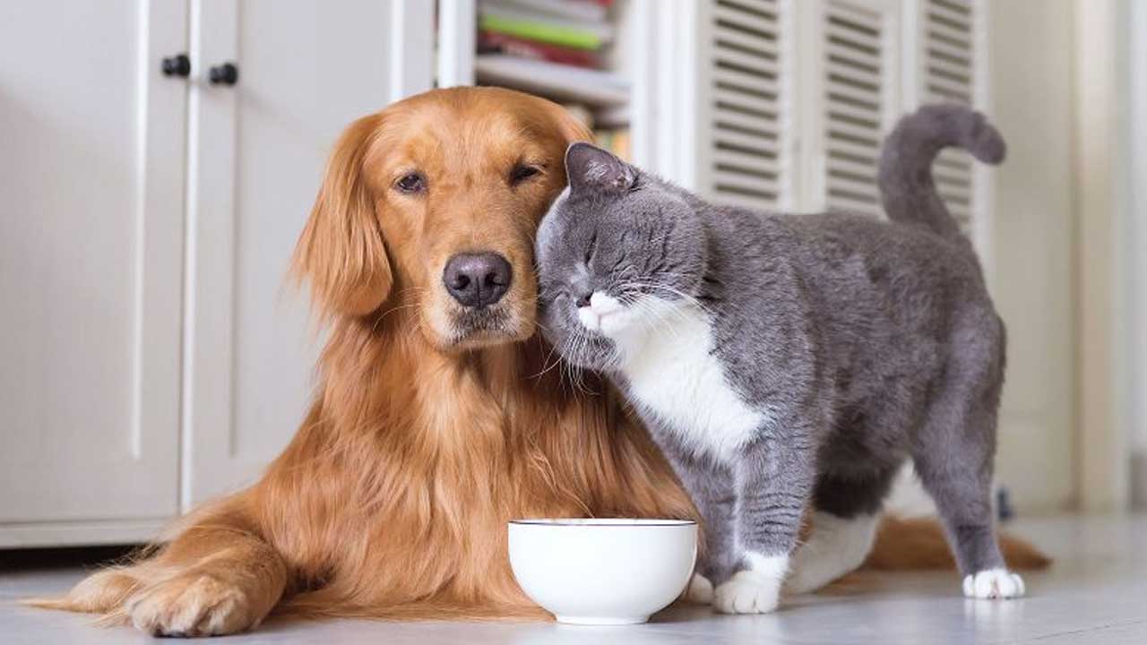 Köpek ve kedi