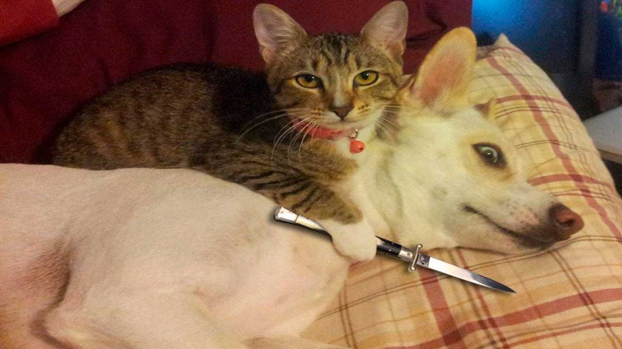 Kedi ve köpek