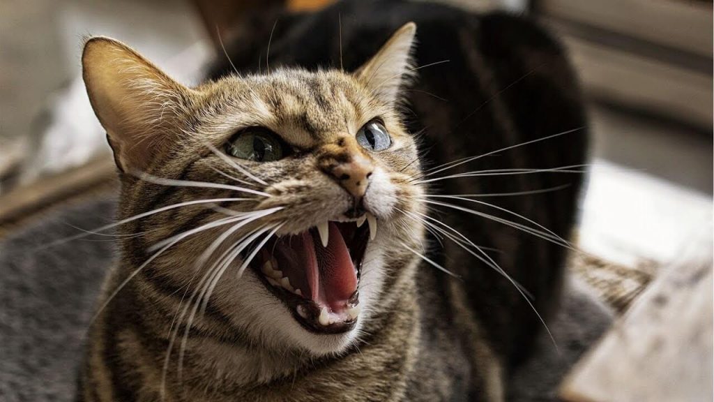 Kediler Miyavlarken Aslında Ne Anlatır? İşte Bilime Göre Miyavlama Şekilleri ve Anlamları