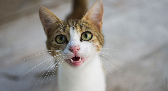 Kediler Miyavlarken Aslında Ne Anlatır? İşte Bilime Göre Miyavlama Şekilleri ve Anlamları