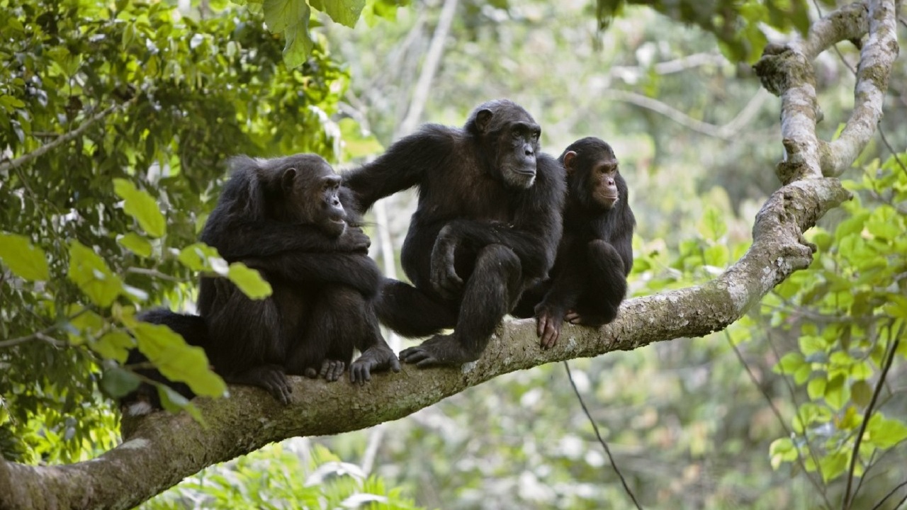 gombe savaşı, şempanze