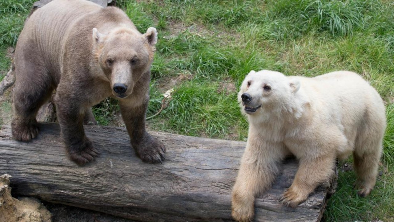 Bozayı (sol) ve kutup ayısı (sağ)