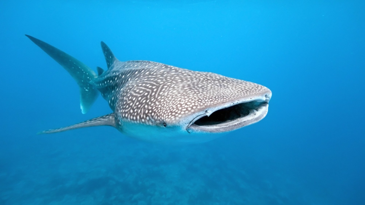 Balina köpek balığı
