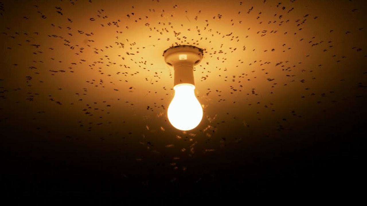 ampul ışık böcek