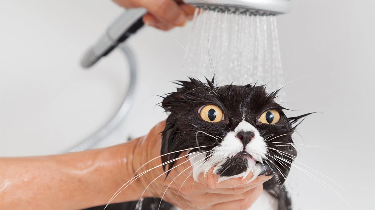 kedi yıkanır mı