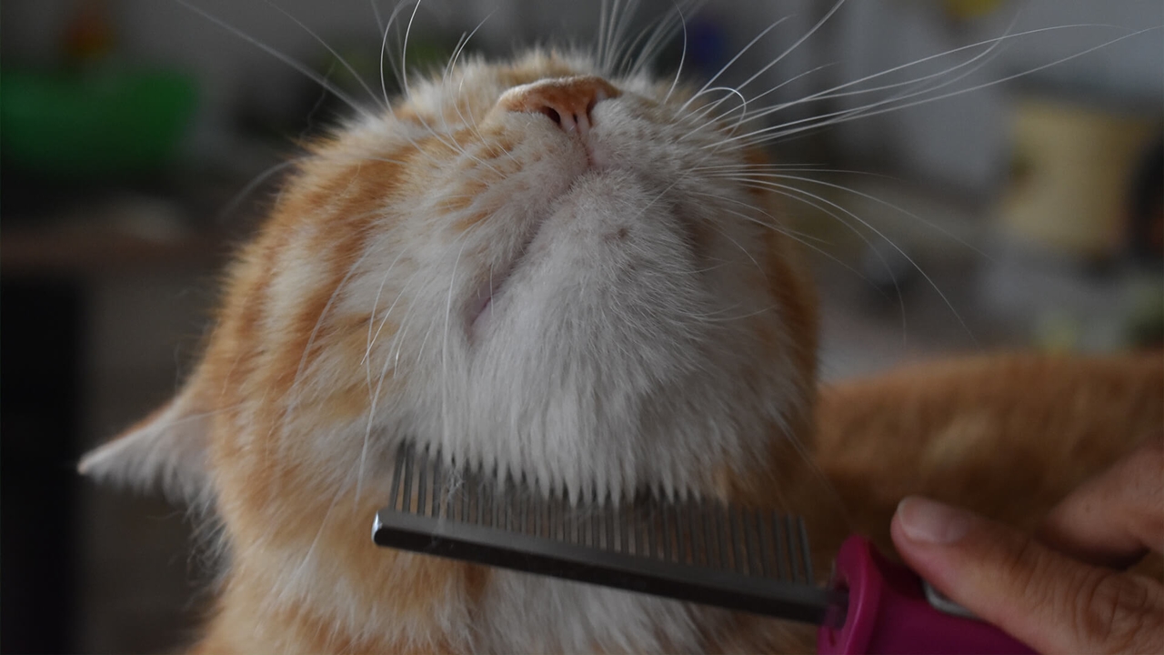 kedi tarak fırça