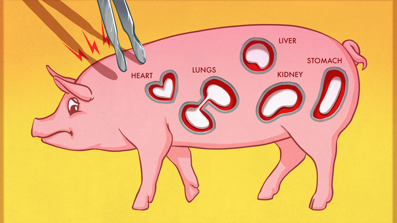 domuz organları