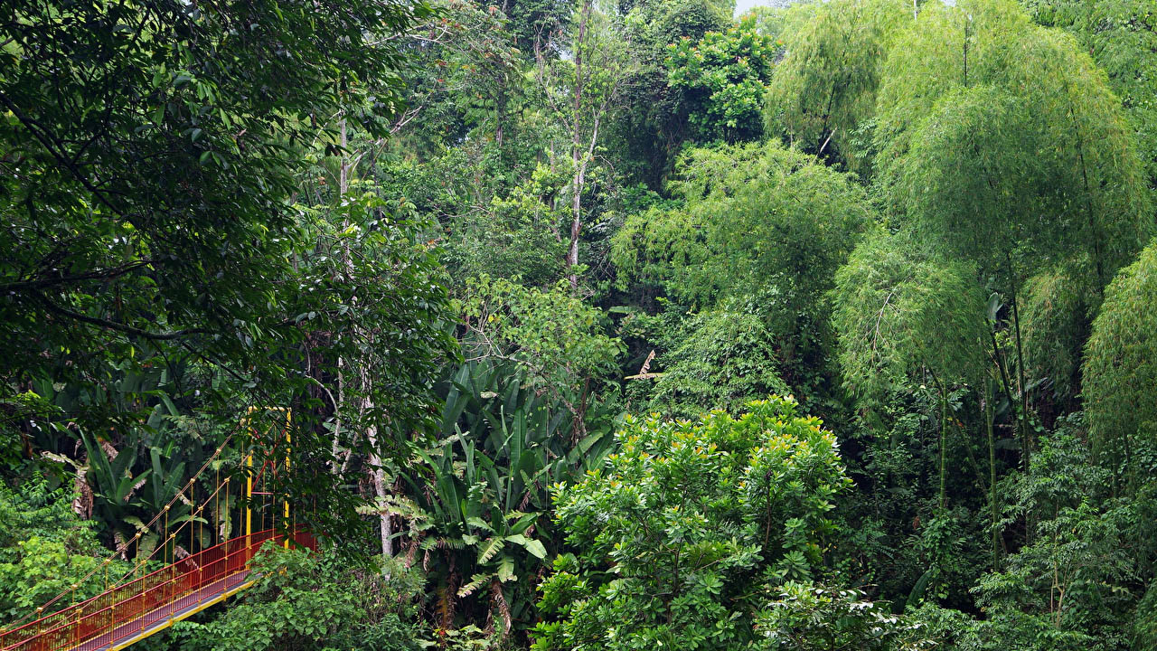 Kolombiya ormanları