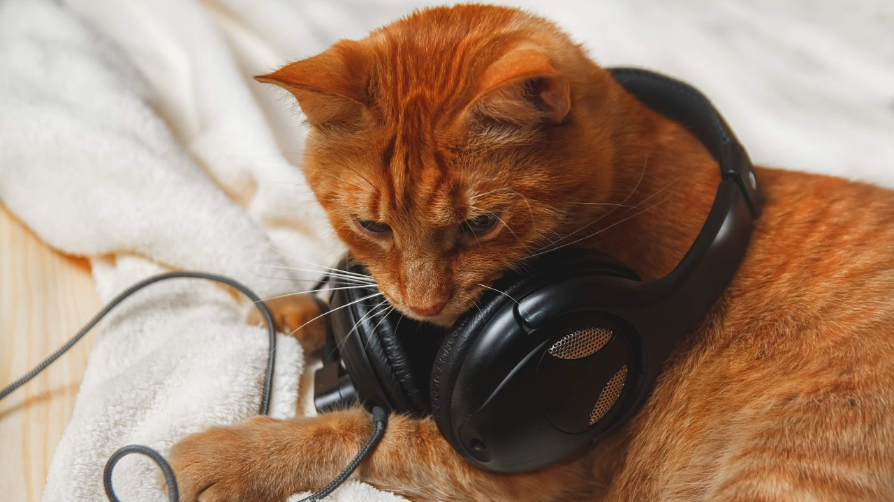 kedi müziği