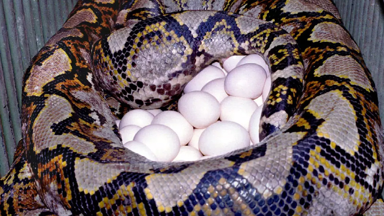 anakonda yumurtası