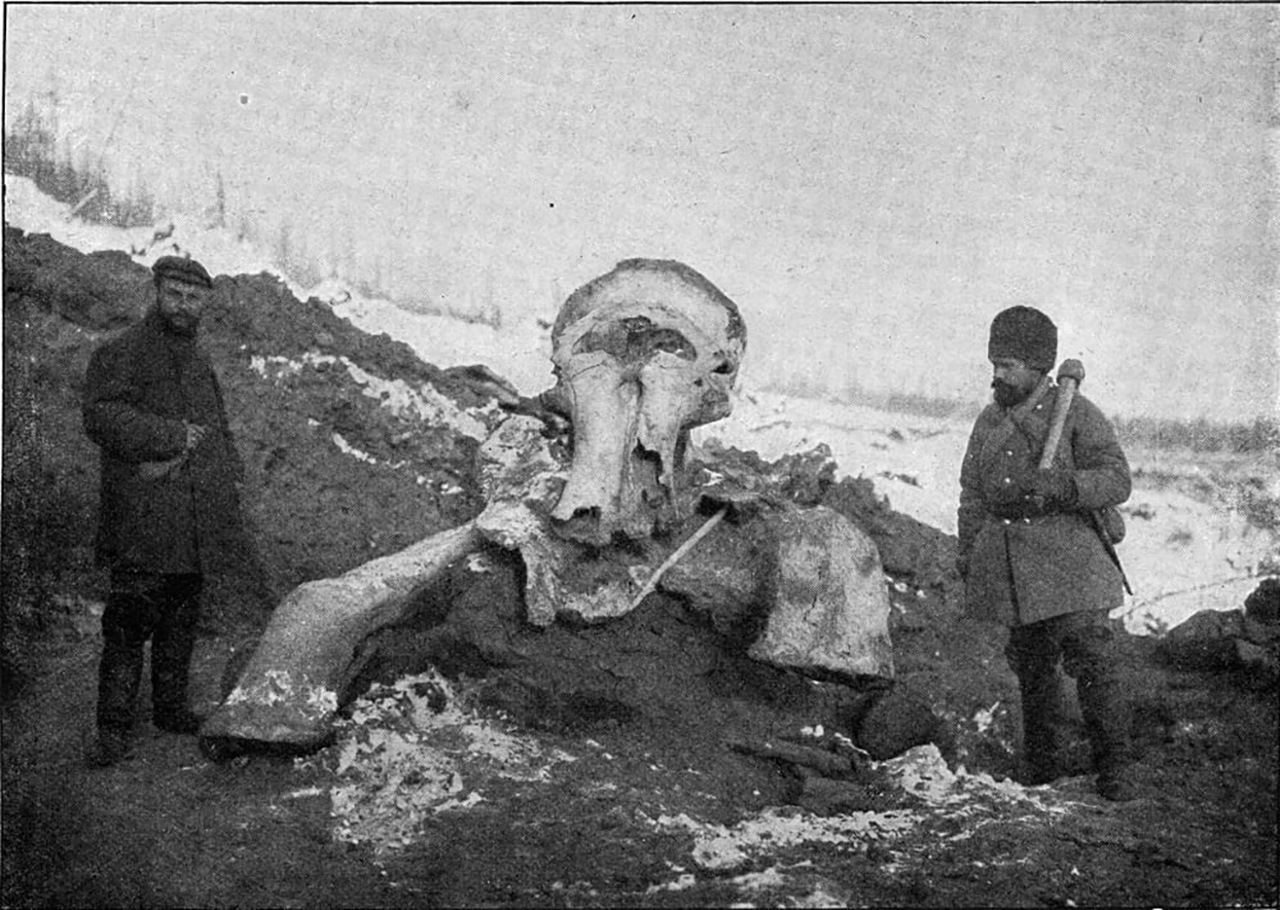 yünlü mamut