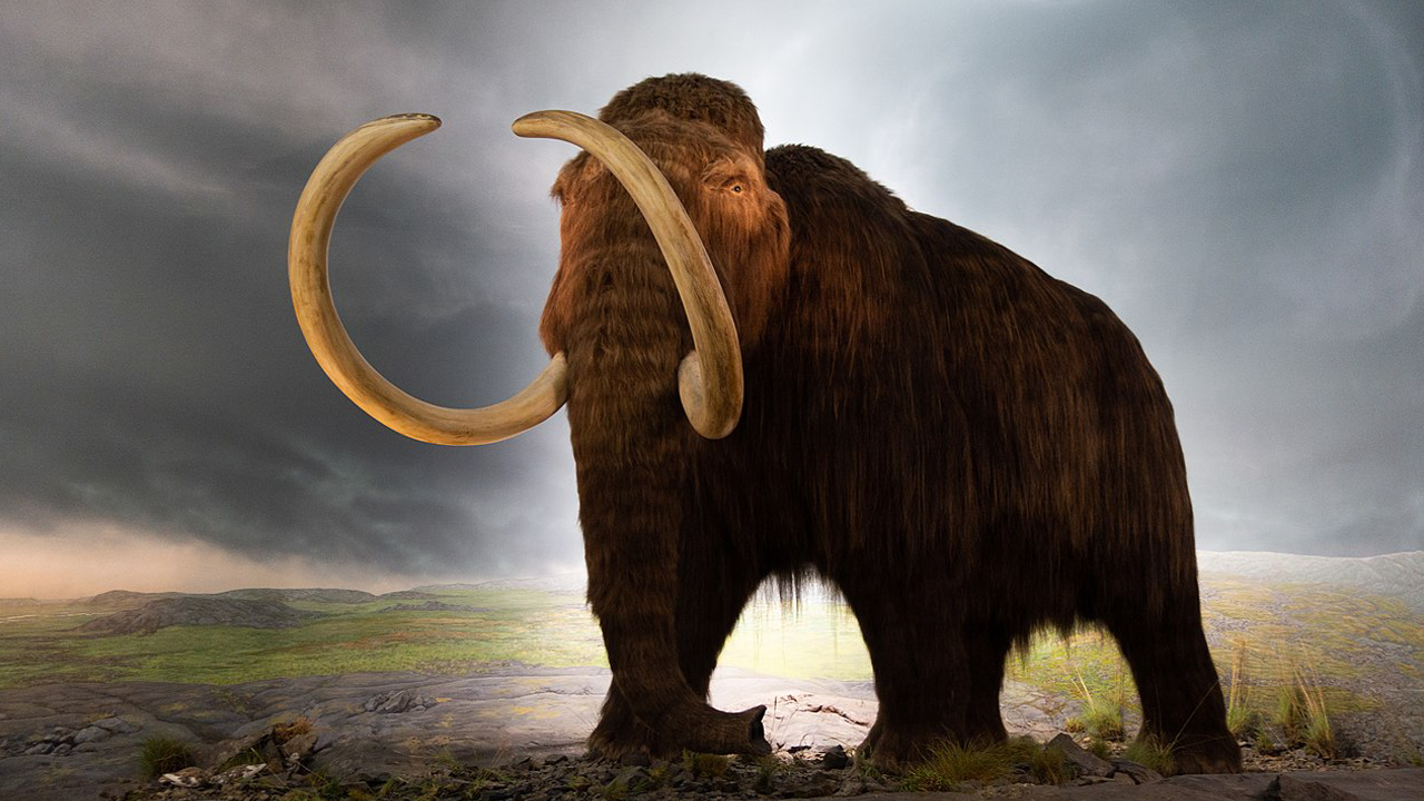 mamut özellikleri