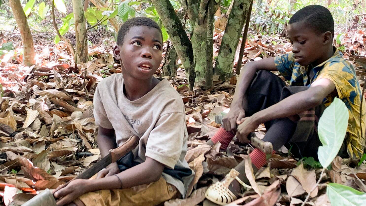 Kakao çocuk işçi afrika