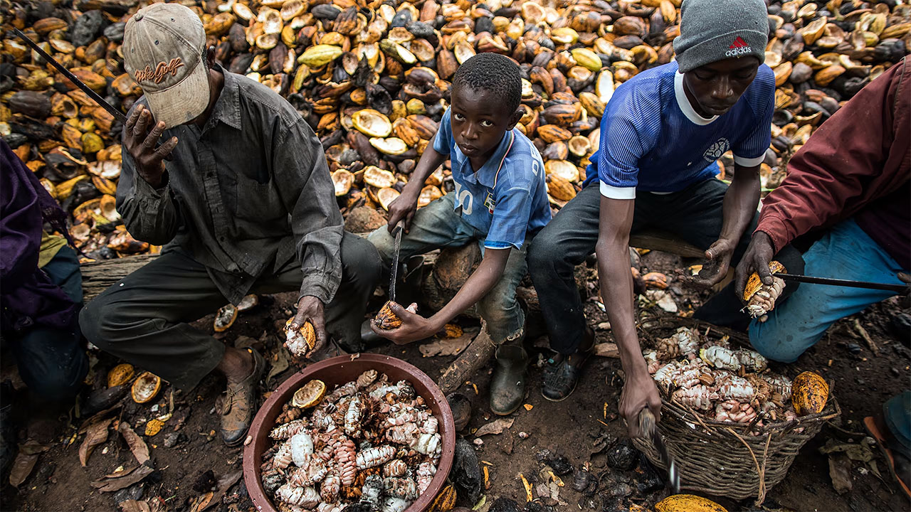 Afrika kakao ağaçları çocuk işçiler