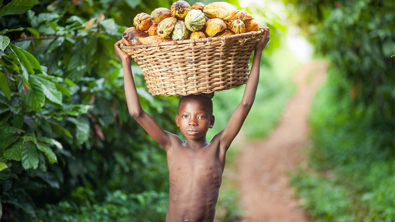 Kakao çocuk işçi afrika