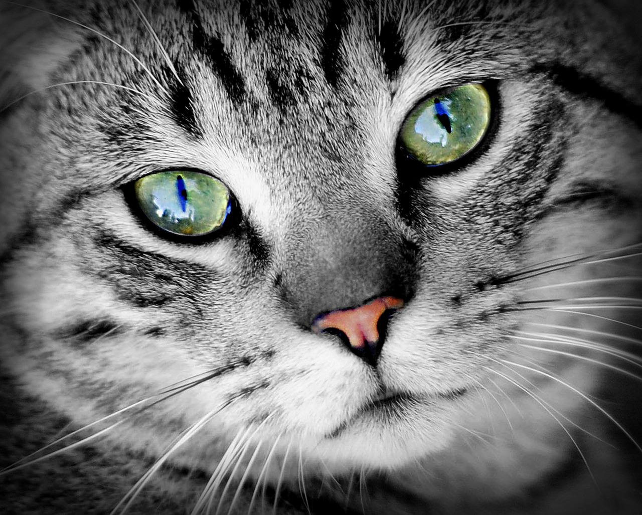 Kedilerin Göz Bebekleri