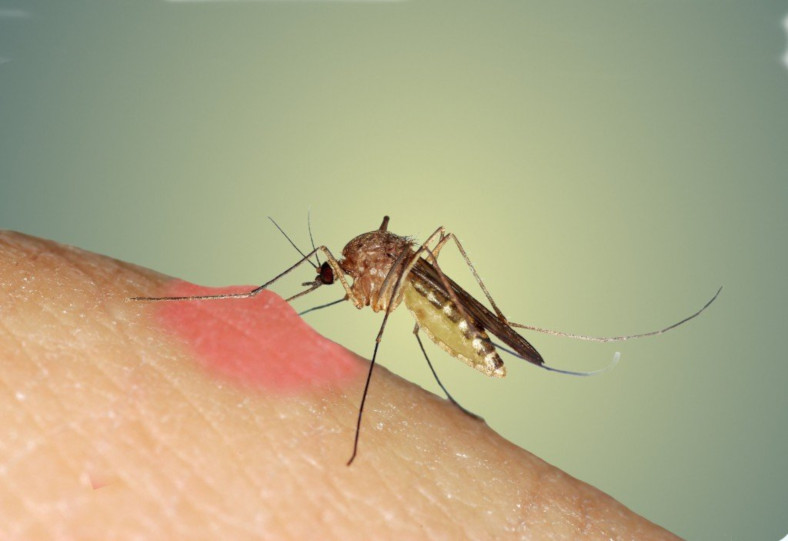 sivrisinek ile ilgili gÃ¶rsel sonucu