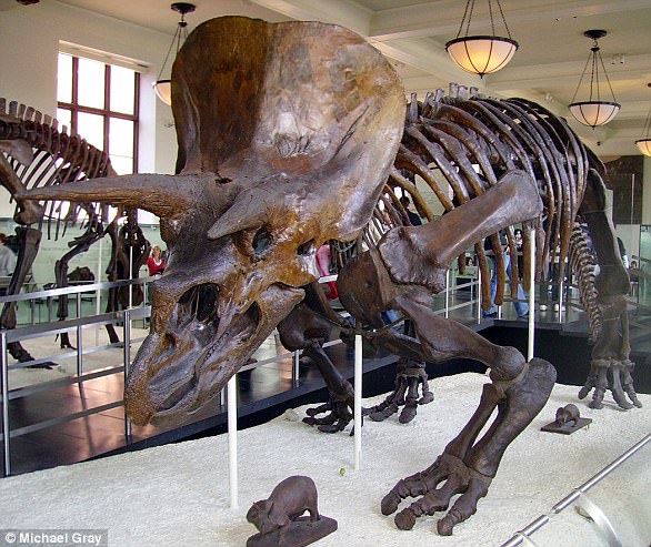 ABD'de Milyonlarca Yıllık Dinozor Kemikleri Bulundu
