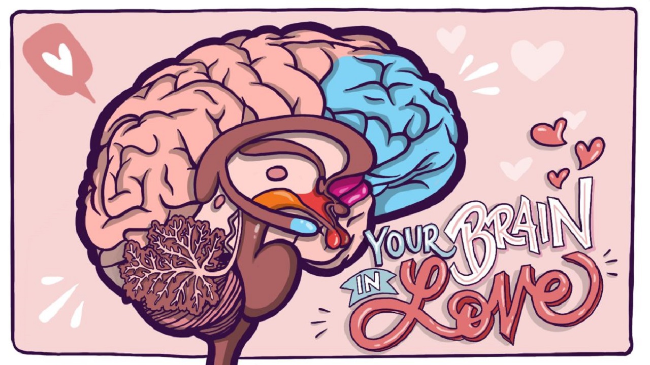 How does love affect the brain?