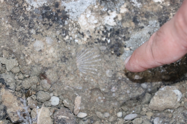 Sivas’ta Dünya Tarihine Işık Tutacak Fosiller Bulundu