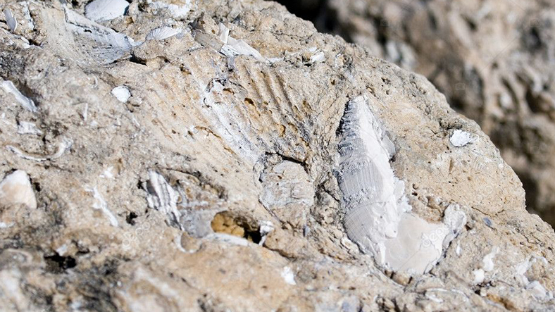 Sivas’ta Dünya Tarihine Işık Tutacak Fosiller Bulundu