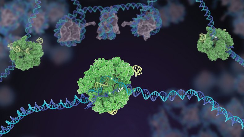 CRISPR / Cas9
