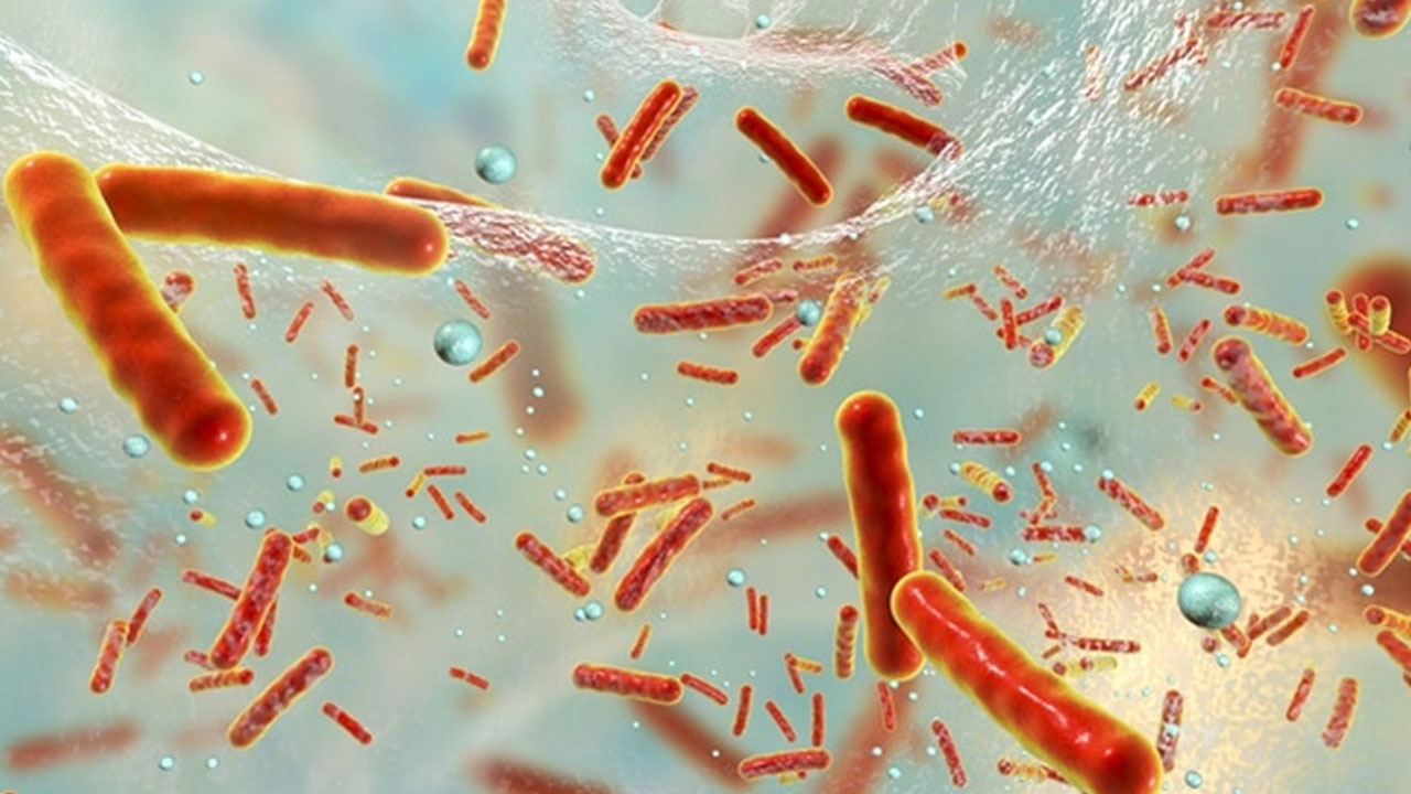 bakteri kolonisi