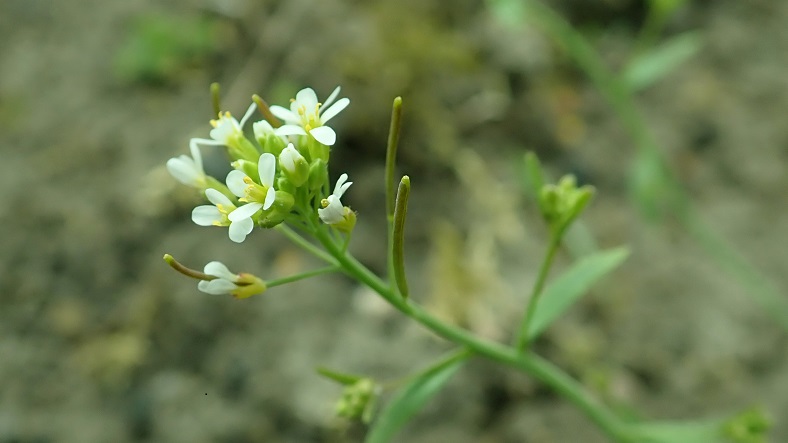 Arabidopsis thaliana
