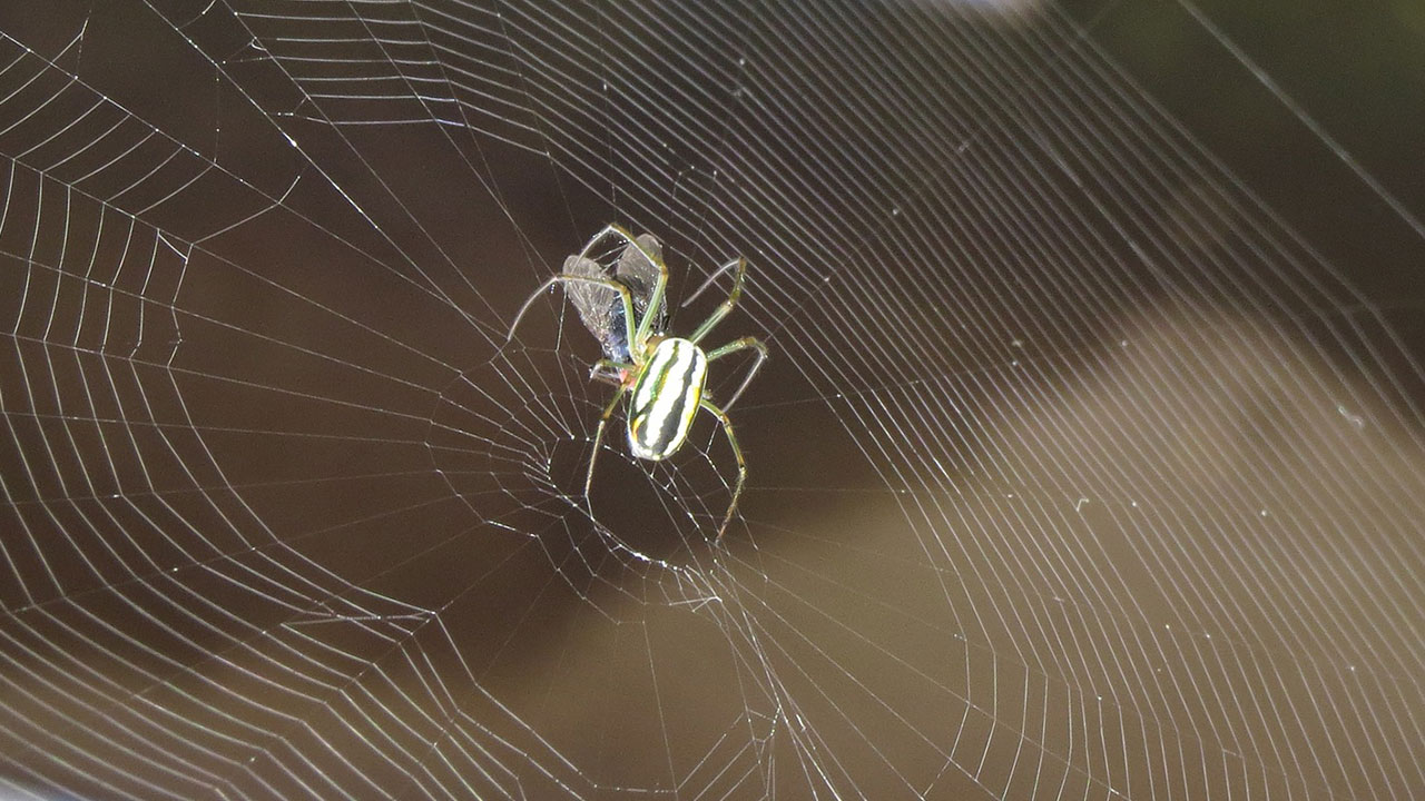 Why don't spiders get caught in their own webs?