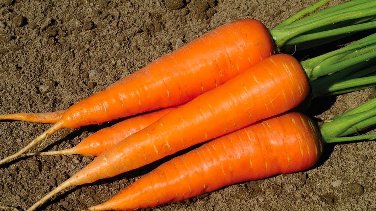 modern carrot