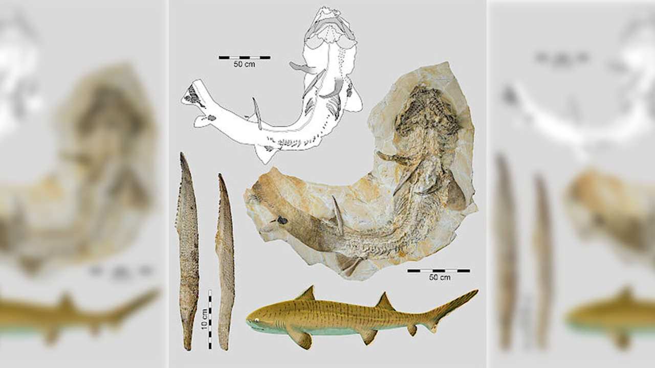 Asteracanthus fosili