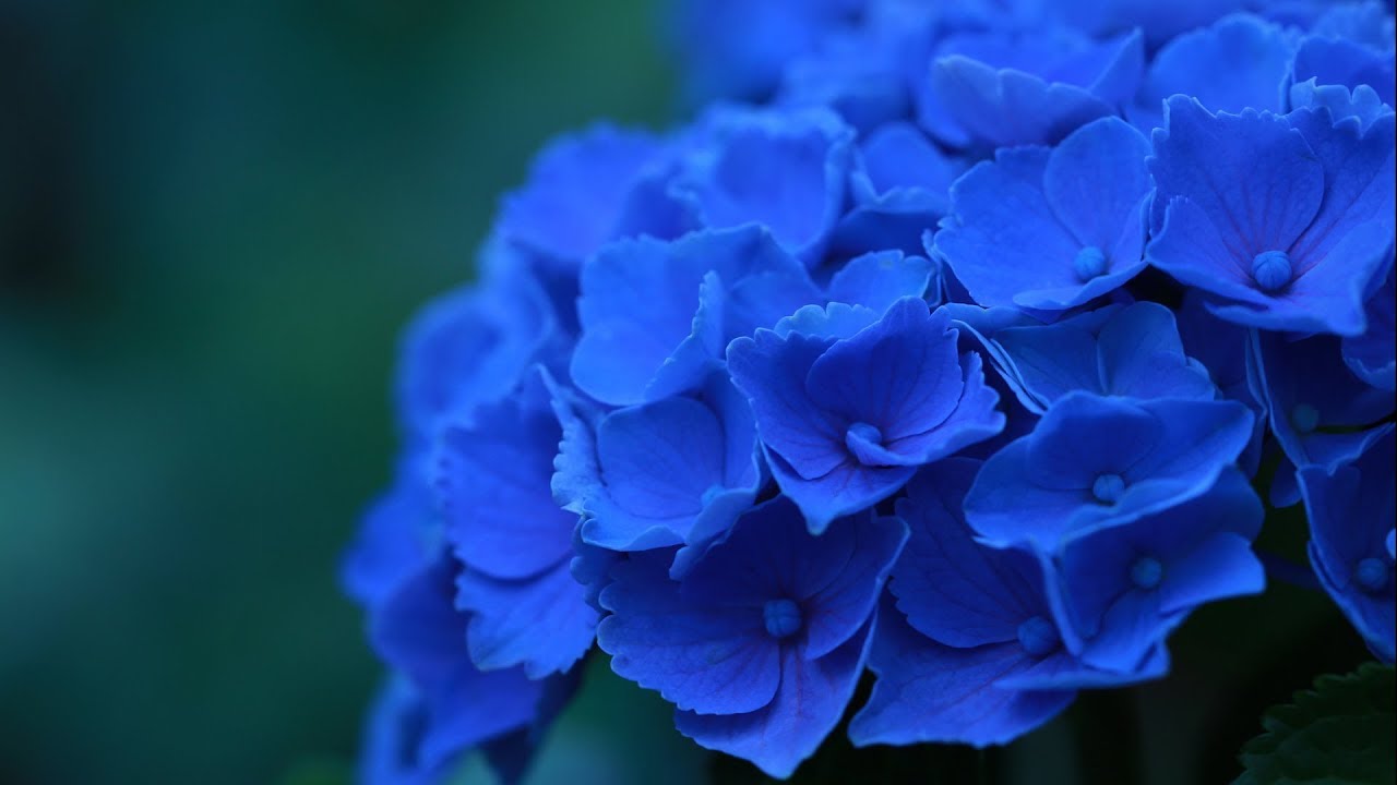mavi çiçek