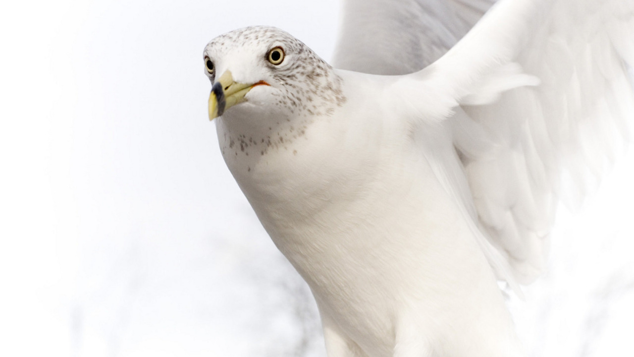 oiseau blanc