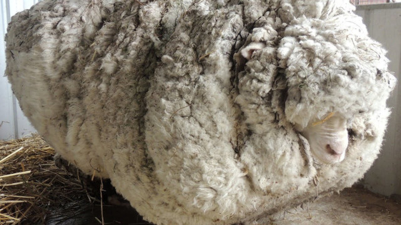 beige sheep wool