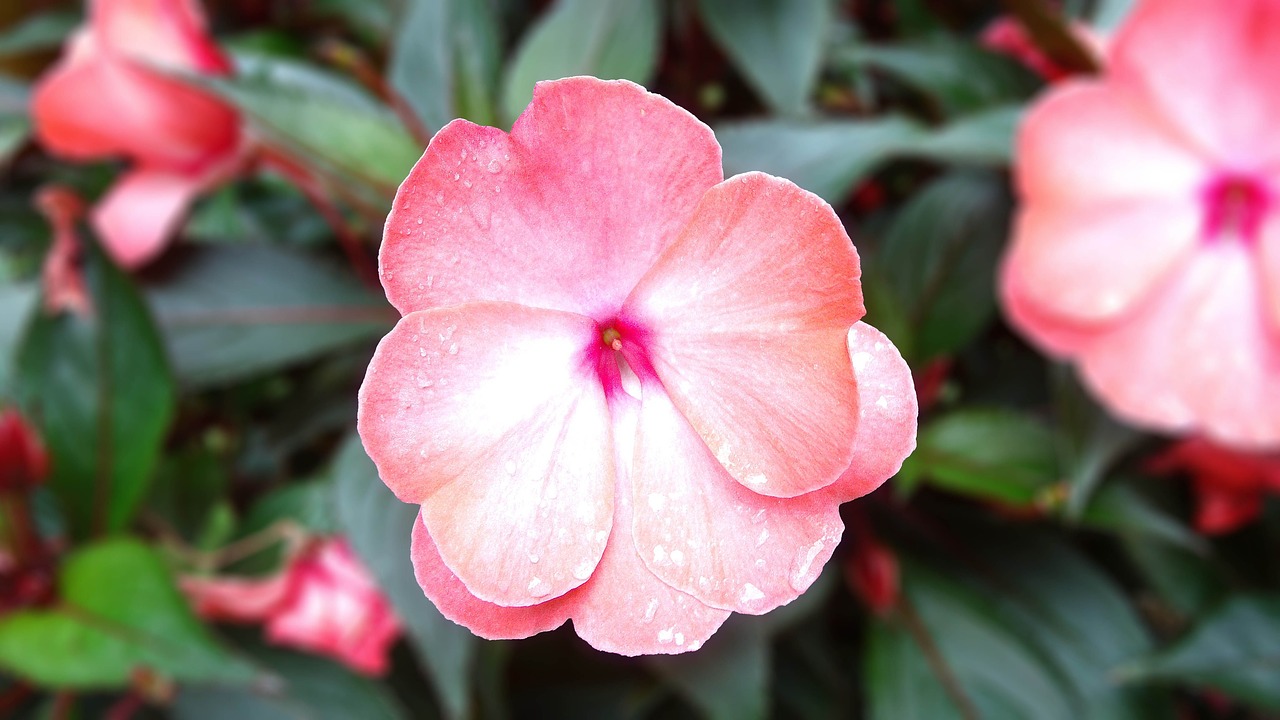 pink flower