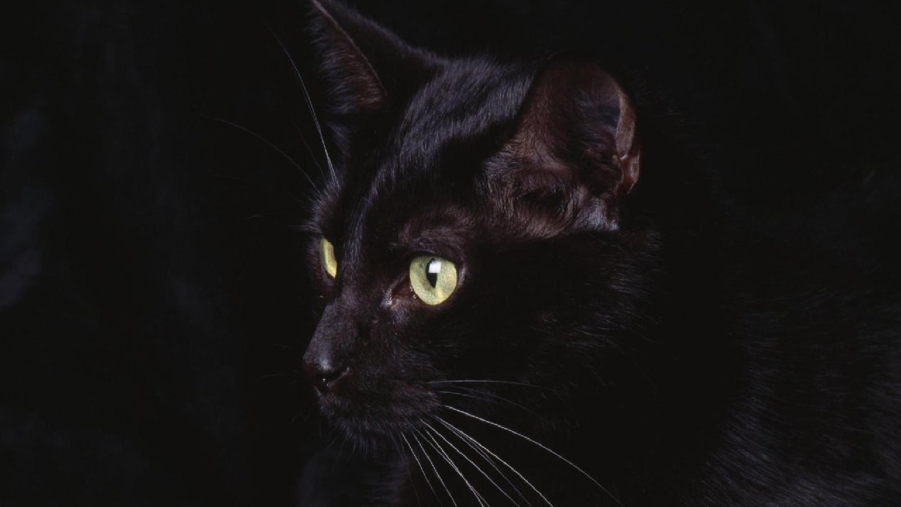 black cat