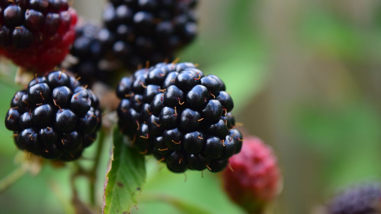 Blackberry