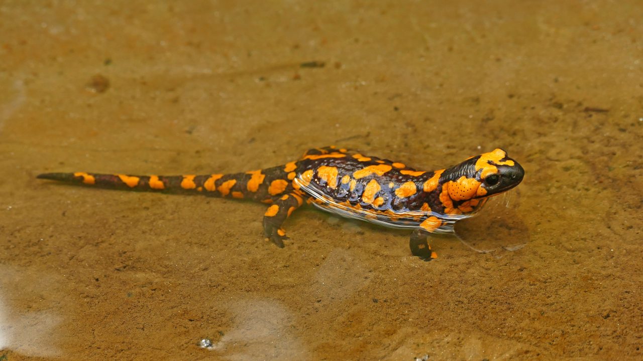 amphibian salamander