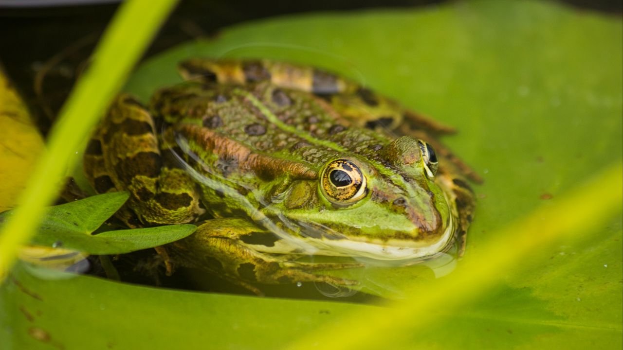amphibian frog