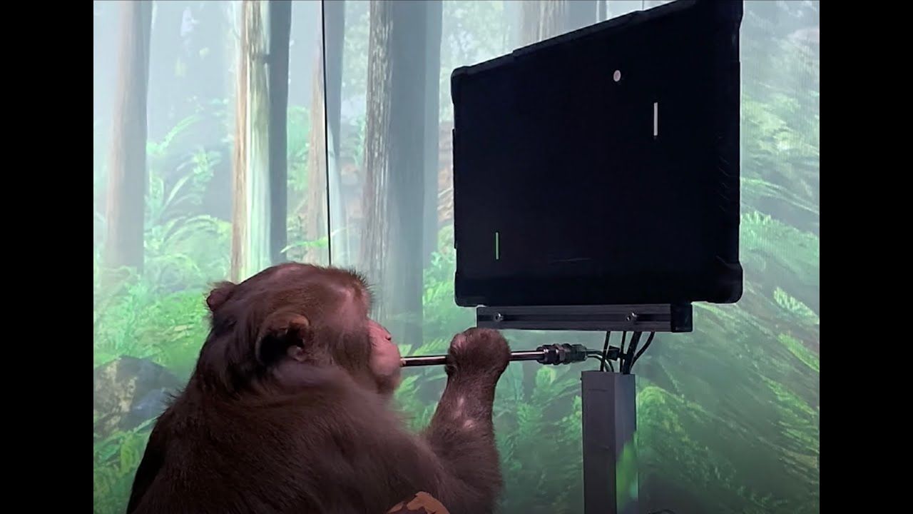 monkey playing with brain signal