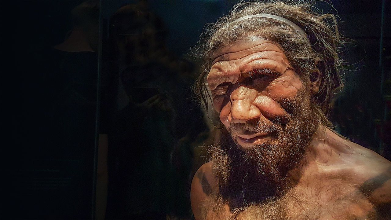 neanderthal