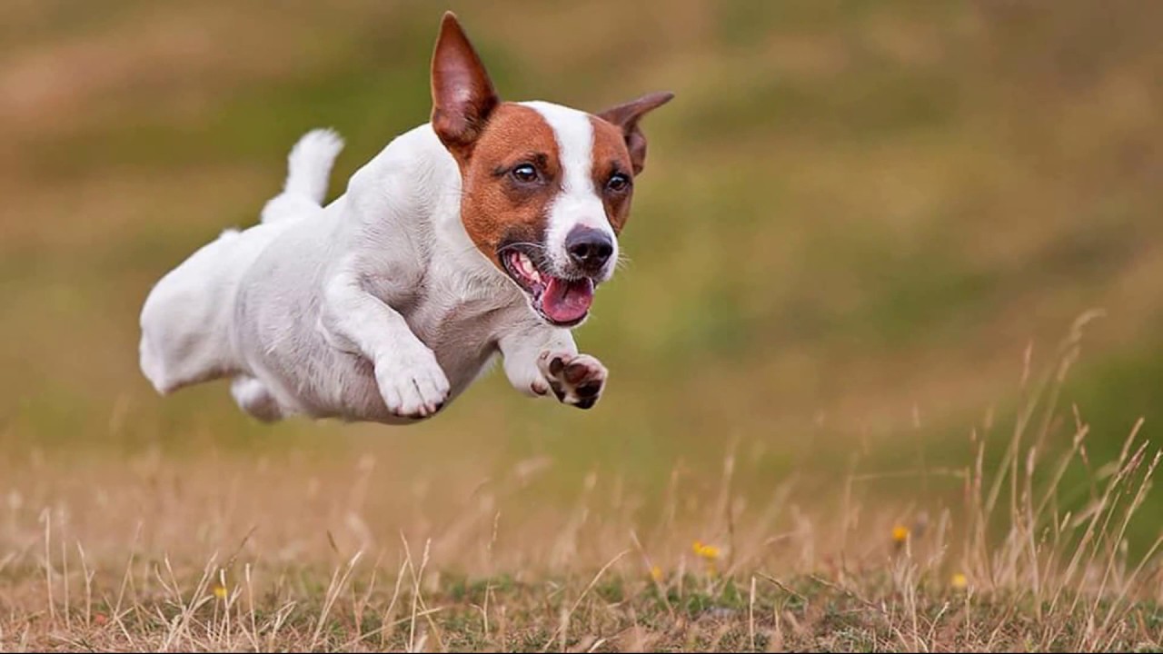Jack Russell 