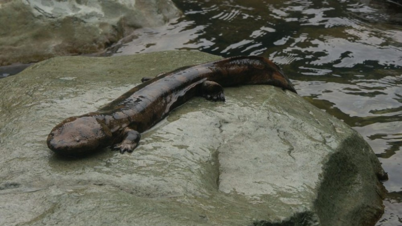 giant chinese salamander