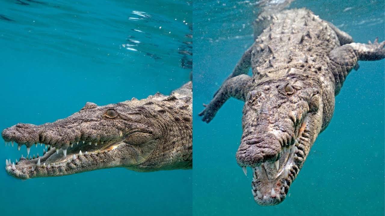 saltwater crocodile