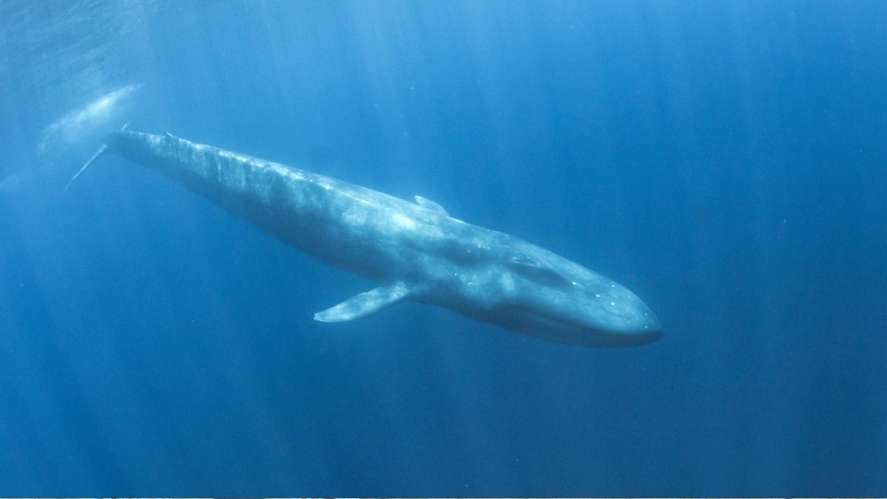 blue whale