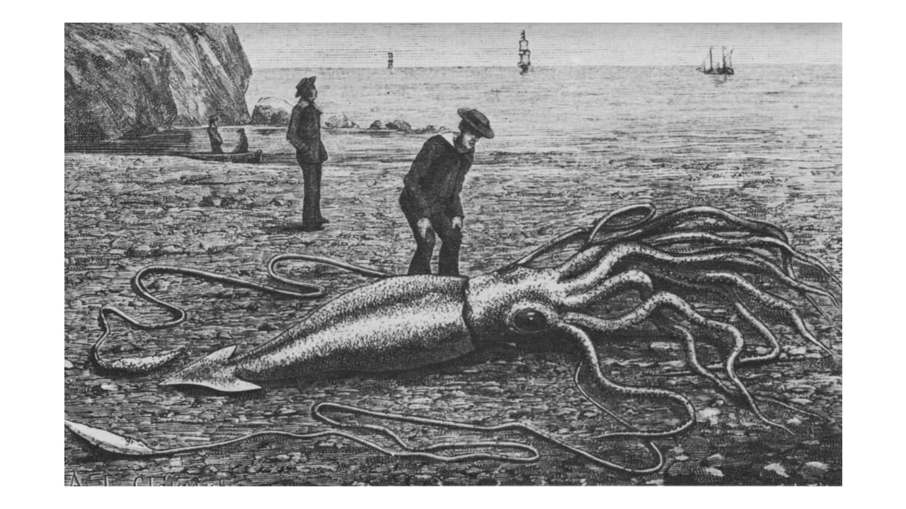 giant squid