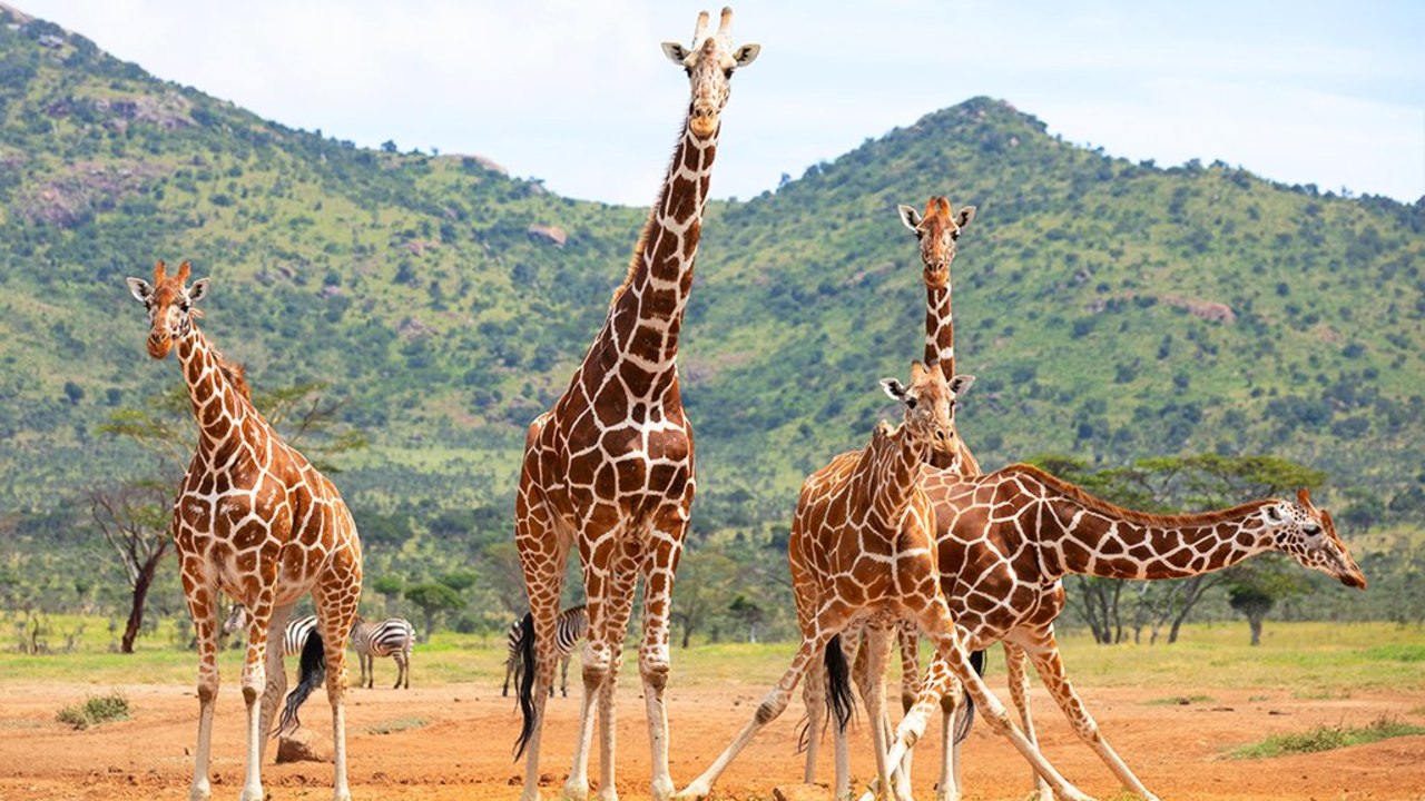 giraffes