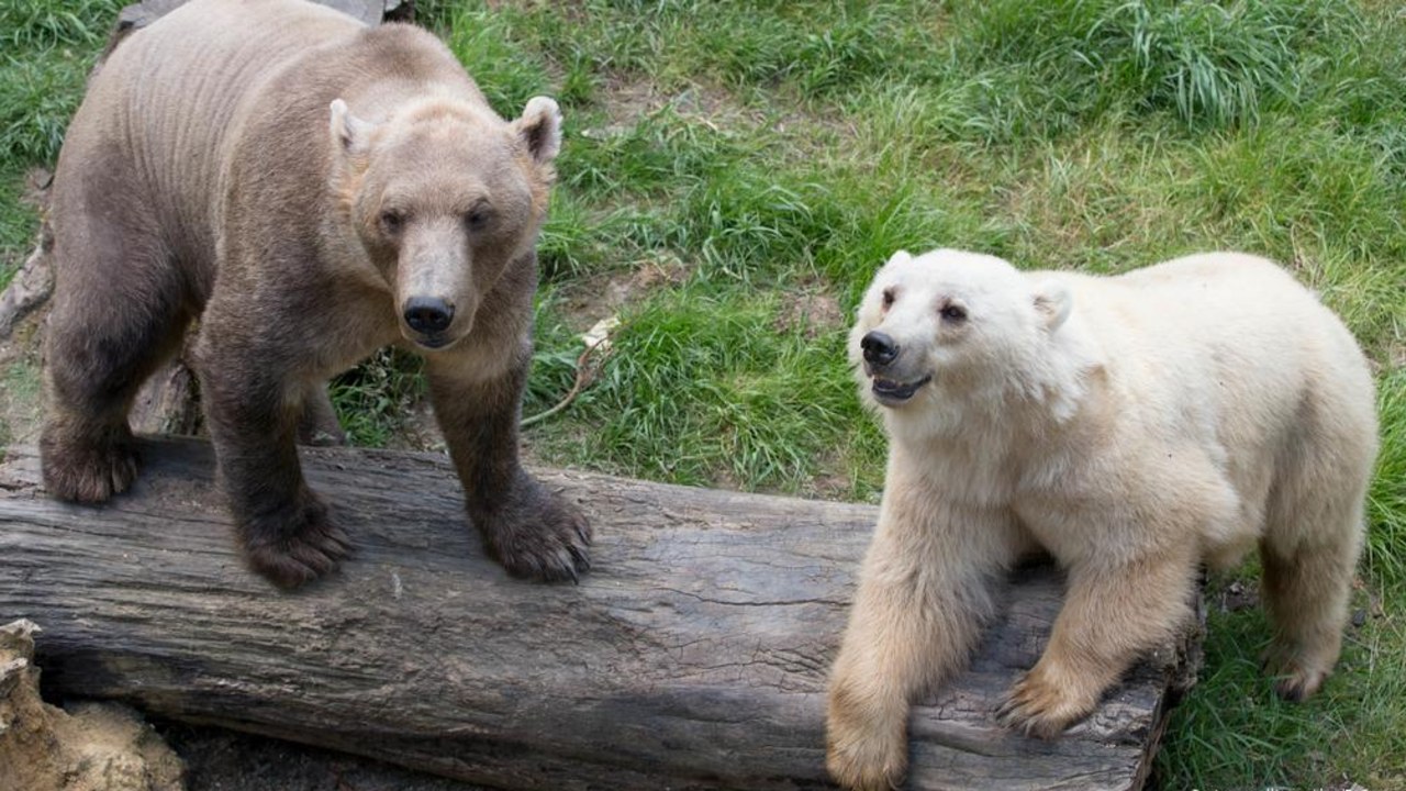 Brown bear (left) and polar bear (right)